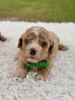 Sammy - F1bb Micro Goldendoodle , a male Miniature Goldendoodle for sale in Frostproof, FL – 1 of 4