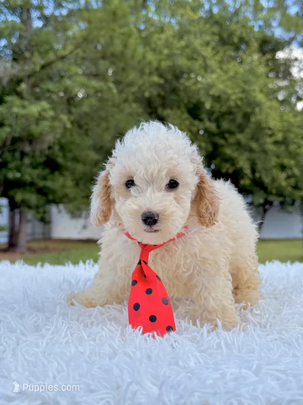 Gio - Mini Bernedoodle  – Miniature Bernedoodle puppy for sale in Frostproof, FL