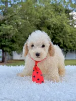 Gio - Mini Bernedoodle , a male Miniature Bernedoodle for sale in Frostproof, FL – 1 of 8