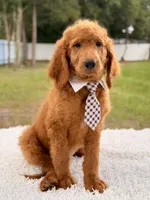 Peter F1b Standard Goldendoodle , a male Goldendoodle for sale in Frostproof, FL – 5 of 8