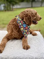 Romeo F1b Standard , a male Goldendoodle for sale in Frostproof, FL – 3 of 6