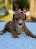 Carly - F1bb Toy Goldendoodle , a female Goldendoodle and Miniature Goldendoodle for sale in Frostproof, FL – 2 of 7