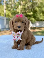 Kathy - Toy , a female Miniature Bernedoodle for sale in Frostproof, FL – 7 of 8
