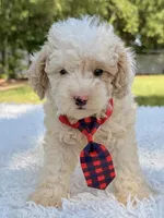 Galaxy , a male Miniature Bernedoodle for sale in Frostproof, FL – 8 of 10