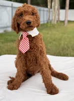 Eddie - F1b Stamdard Goldendoodle Male, a male Goldendoodle for sale in Frostproof, FL – 2 of 9