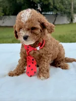 Eddie - F1bb Mini Cavapoo , a male Cavapoo for sale in Frostproof, FL – 5 of 10
