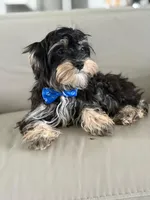 Joe, a male Morkie for sale in Frostproof, FL – 2 of 10