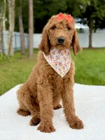 Emma - F1b Standard Goldendoodle , a female Goldendoodle for sale in Frostproof, FL – 9 of 9