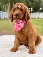 Precious F1b Standard Female , a female Goldendoodle for sale in Frostproof, FL – 3 of 10