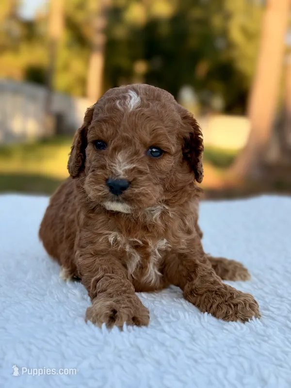 Casper F1bb Toy Goldendoodle  – Goldendoodle, Miniature Goldendoodle puppy for sale in Frostproof, FL