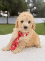 Dallas - Toy Goldendoodle , a male Miniature Goldendoodle for sale in Frostproof, FL – 3 of 8