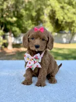 Kathy - Toy , a female Miniature Bernedoodle for sale in Frostproof, FL – 6 of 8