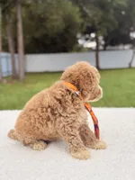 Denver - Toy Goldendoodle , a male Miniature Goldendoodle for sale in Frostproof, FL – 9 of 9