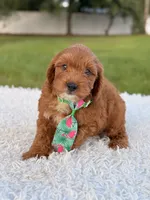 Robert  - Toy , a male Miniature Goldendoodle for sale in Frostproof, FL – 2 of 10