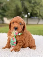 Robert  - Toy , a male Miniature Goldendoodle for sale in Frostproof, FL – 4 of 10