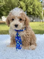 Goofy - Mini Bernedoodle , a male Miniature Bernedoodle for sale in Frostproof, FL – 5 of 10