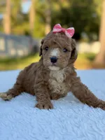Carly - F1bb Toy Goldendoodle , a female Goldendoodle and Miniature Goldendoodle for sale in Frostproof, FL – 6 of 7