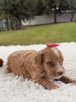 Sky - F1bb Micro Goldendoodle , a female Miniature Goldendoodle for sale in Frostproof, FL – 8 of 8