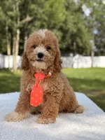 Sammy - F1bb Micro Goldendoodle , a male Miniature Goldendoodle for sale in Frostproof, FL – 6 of 8