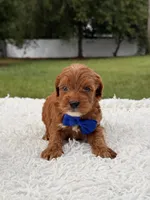 Robert  - Toy , a male Miniature Goldendoodle for sale in Frostproof, FL – 2 of 7