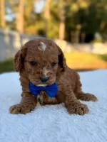 Casper F1bb Toy Goldendoodle , a female Goldendoodle and Miniature Goldendoodle for sale in Frostproof, FL – 3 of 9