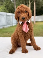 Eddie - F1b Stamdard Goldendoodle Male, a male Goldendoodle for sale in Frostproof, FL – 7 of 9