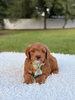 Robert  - Toy , a male Miniature Goldendoodle for sale in Frostproof, FL – 5 of 10