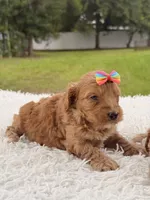 Sasha - F1bb Micro Goldendoodle , a female Miniature Goldendoodle for sale in Frostproof, FL – 5 of 9