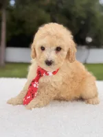 Dallas - Toy Goldendoodle , a male Miniature Goldendoodle for sale in Frostproof, FL – 7 of 8