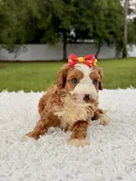 Rylee - toy , a female Miniature Goldendoodle for sale in Frostproof, FL – 7 of 7