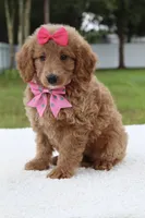 Hope - Minj , a female Goldendoodle and Miniature Goldendoodle for sale in Frostproof, FL – 4 of 7