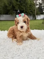 Romy - Toy , a female Miniature Goldendoodle for sale in Frostproof, FL – 10 of 10