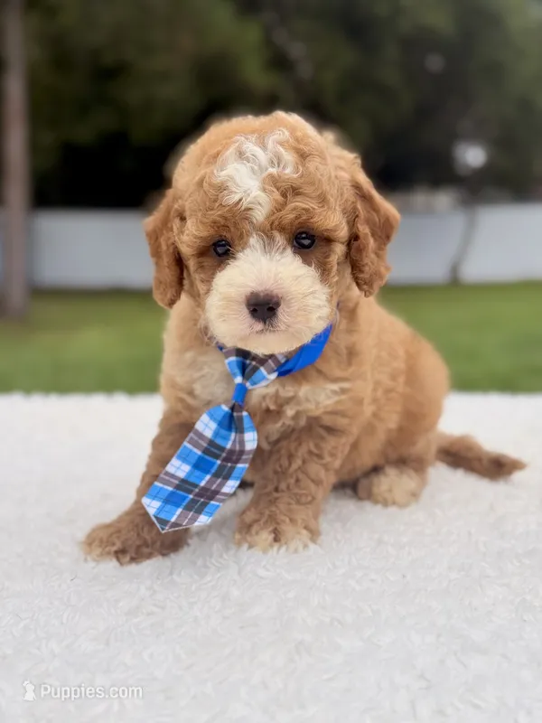 Duke - Toy – Miniature Goldendoodle puppy for sale in Frostproof, FL