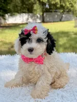 Gypsy , a female Miniature Bernedoodle for sale in Frostproof, FL – 4 of 10