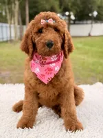Precious F1b Standard Female , a female Goldendoodle for sale in Frostproof, FL – 7 of 10