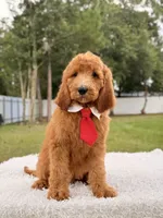 Peanut, a male Goldendoodle for sale in Frostproof, FL – 2 of 9