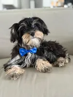 Joe, a male Morkie for sale in Frostproof, FL – 7 of 10