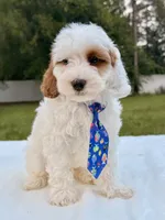 Enzo - F1bb Mini Cavapoo , a male Cavapoo for sale in Frostproof, FL – 4 of 10
