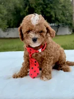 Eddie - F1bb Mini Cavapoo , a male Cavapoo for sale in Frostproof, FL – 9 of 10