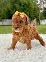 Rosie - Toy , a female Miniature Goldendoodle for sale in Frostproof, FL – 9 of 10