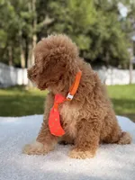 Sammy - F1bb Micro Goldendoodle , a male Miniature Goldendoodle for sale in Frostproof, FL – 8 of 8