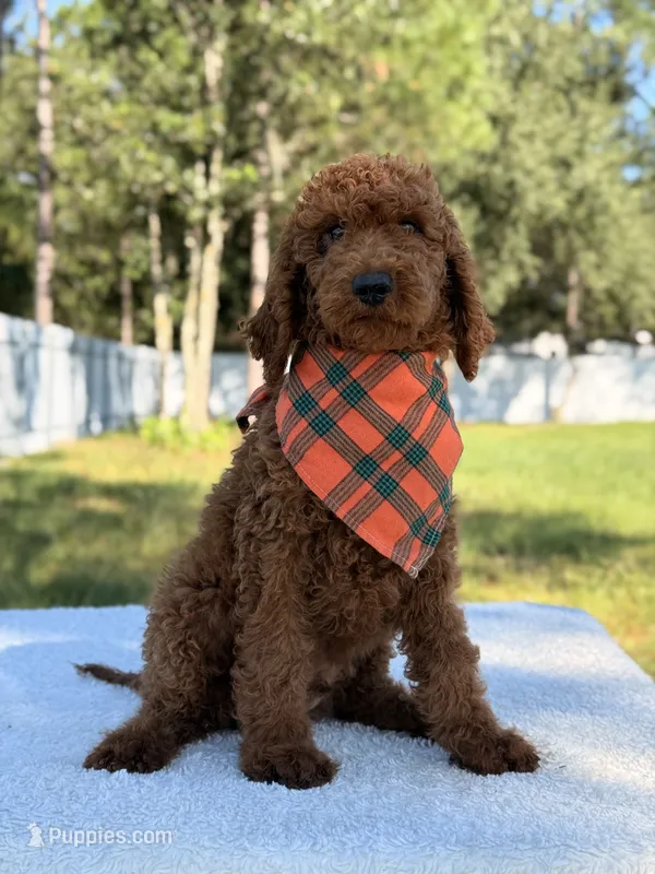 Eddie - F1b Stamdard Goldendoodle Male – Goldendoodle puppy for sale in Frostproof, FL