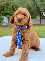 Elfie - F1bb Mini Cavapoo, a male Cavapoo for sale in Frostproof, FL – 1 of 7