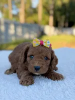 Cora - F1bb Toy Goldendoodle female , a female Goldendoodle and Miniature Goldendoodle for sale in Frostproof, FL – 6 of 9