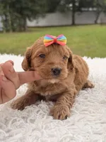 Sasha - F1bb Micro Goldendoodle , a female Miniature Goldendoodle for sale in Frostproof, FL – 9 of 9
