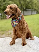 Romeo F1b Standard , a male Goldendoodle for sale in Frostproof, FL – 6 of 6