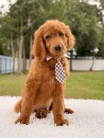 Peter F1b Standard Goldendoodle , a male Goldendoodle for sale in Frostproof, FL – 6 of 8