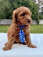 Elfie - F1bb Mini Cavapoo, a male Cavapoo for sale in Frostproof, FL – 6 of 7