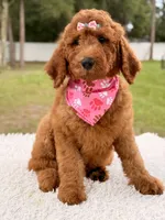 Precious F1b Standard Female , a female Goldendoodle for sale in Frostproof, FL – 8 of 10