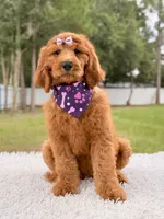 Penelope F1b Standard Goldendoodle, a female Goldendoodle for sale in Frostproof, FL – 7 of 10